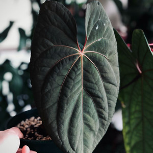 안스리움 파필리라미넘 레드스템 오프셋