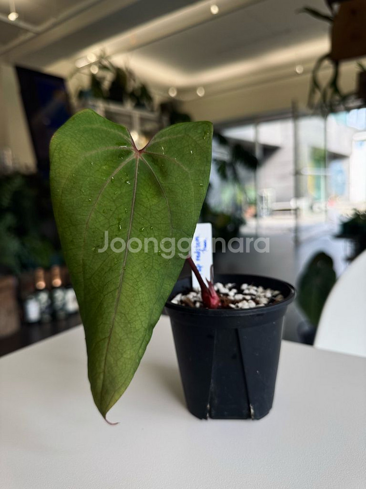 안스리움 파필리라미넘 레드스템 오프셋--1