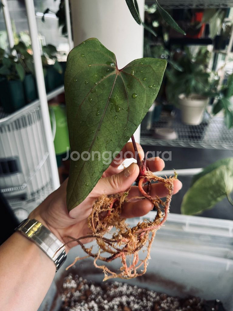 안스리움 파필리라미넘 레드스템 오프셋--2