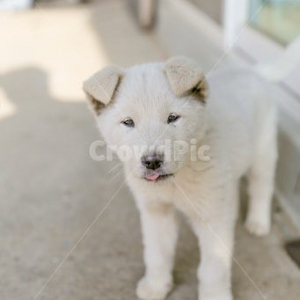 올리브영5만원권