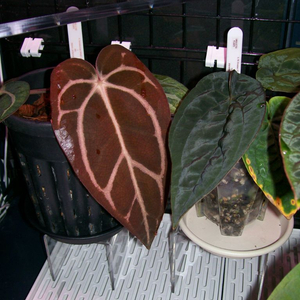 안스리움 칼라블랙키 GPH001s1 x OG5(택포함)