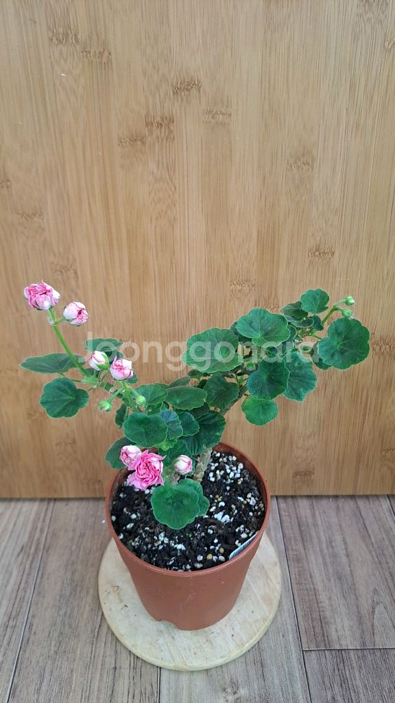 체인징윈드 러시아 제라늄 중대품--0