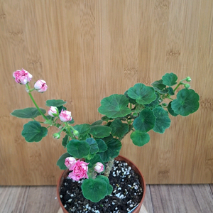 체인징윈드 러시아 제라늄 중대품