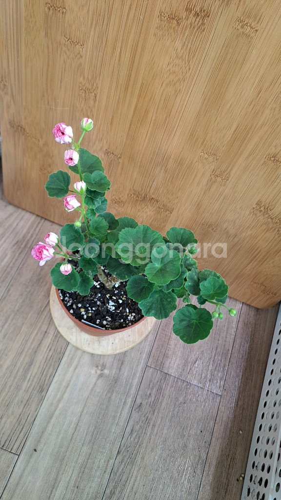 체인징윈드 러시아 제라늄 중대품--2