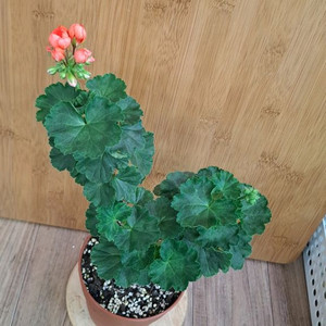 레드판도라 제라늄 중대품