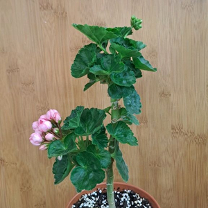 핑크판도라 중대품