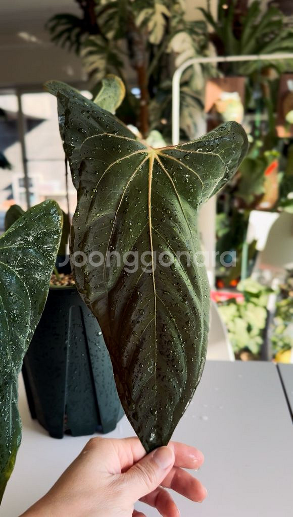 안스리움 파필리라미넘 포트셔먼 offset--0