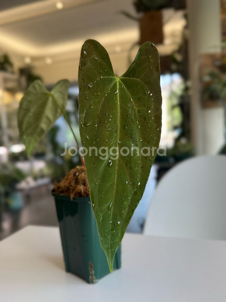 안스리움 파필리라미넘 포트셔먼 offset--1