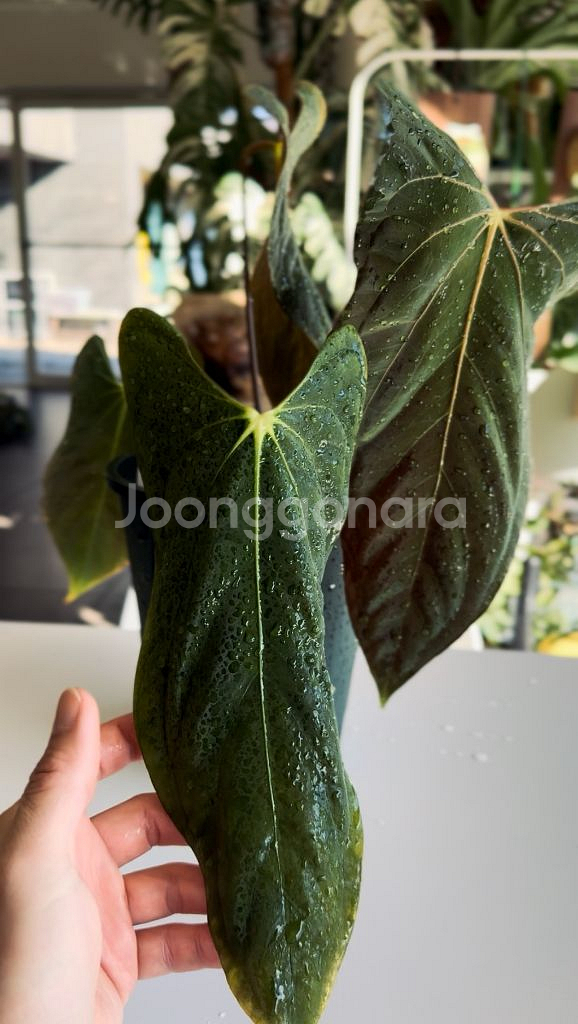 안스리움 파필리라미넘 포트셔먼 offset--3