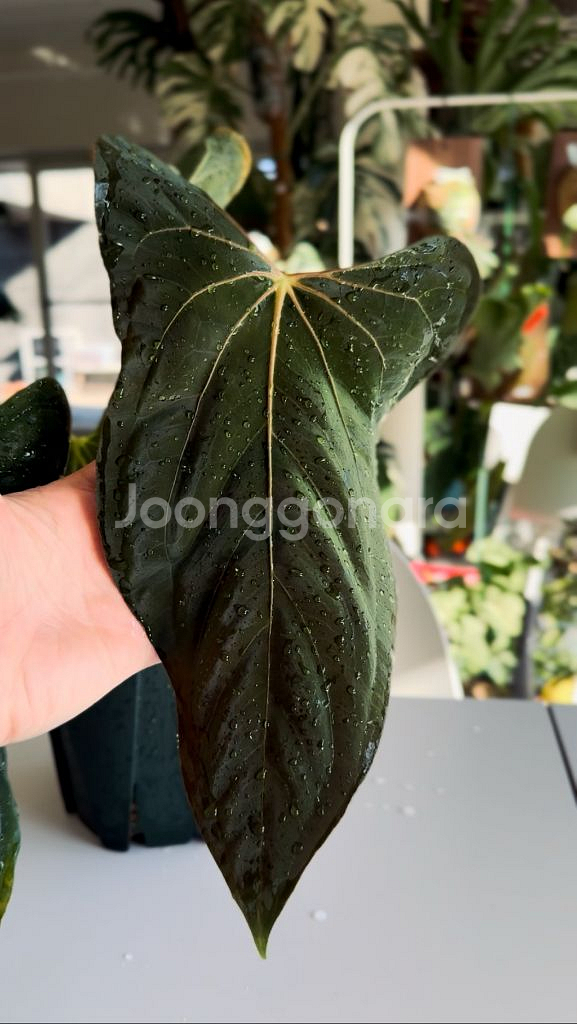 안스리움 파필리라미넘 포트셔먼 offset--4