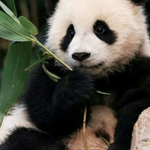 에버랜드 , 롯데월드, 롯데 아쿠아리움, 서울스카이