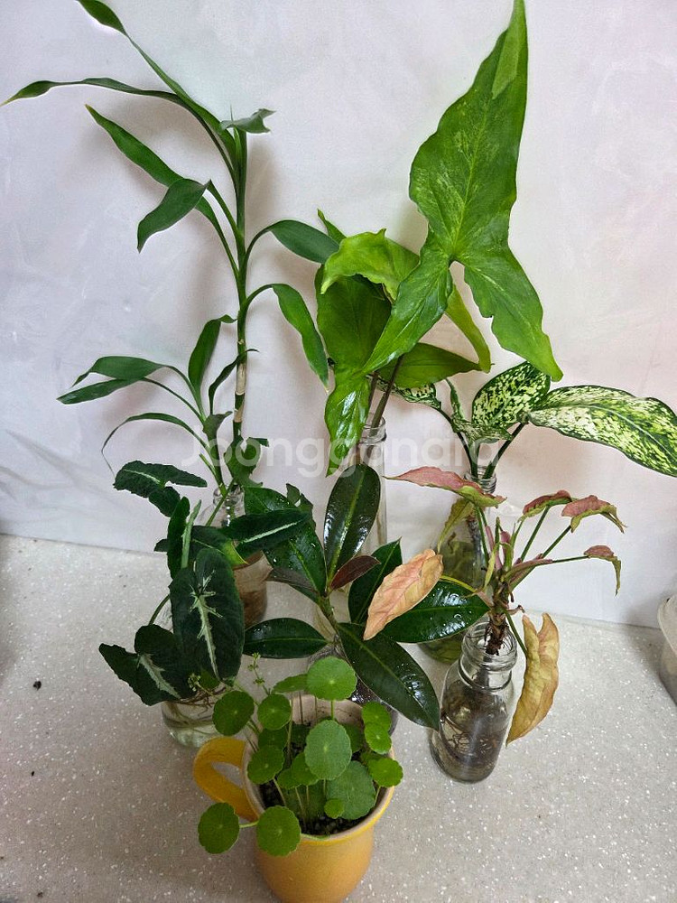 수경재배 7종일괄 _스노우사파이어.개운죽.벨벳싱고니움--0