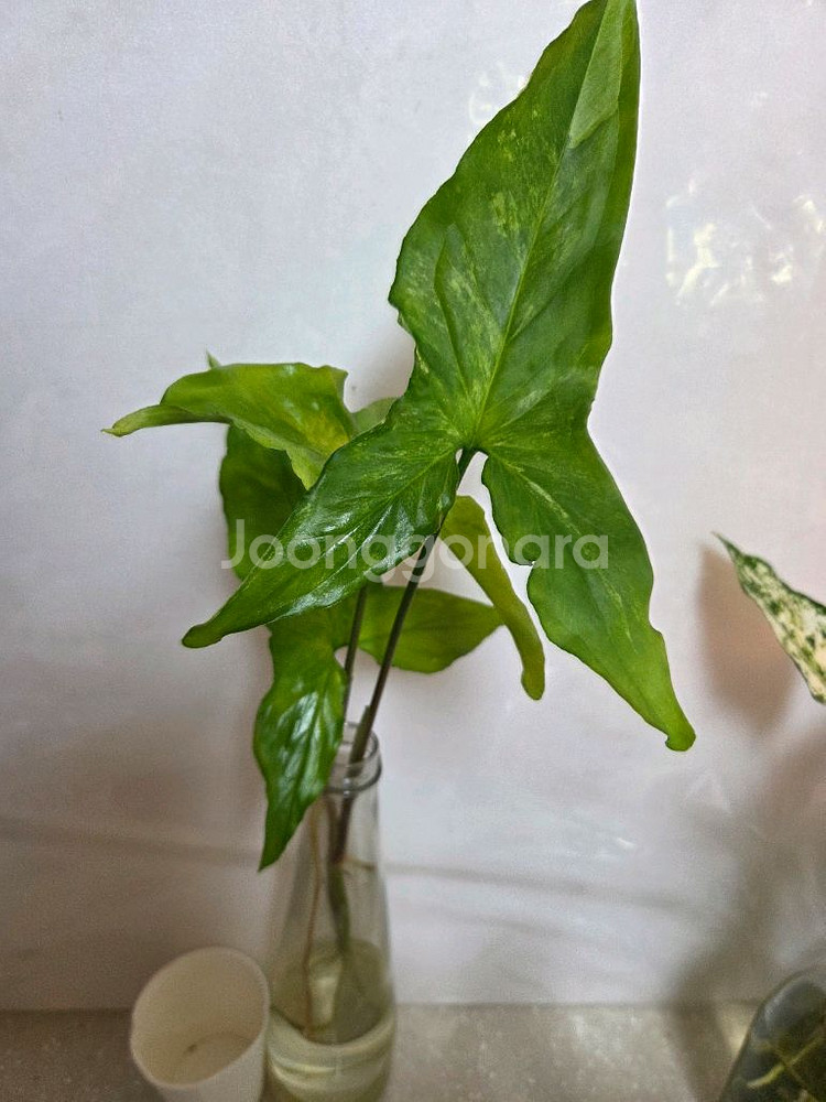 수경재배 7종일괄 _스노우사파이어.개운죽.벨벳싱고니움--1