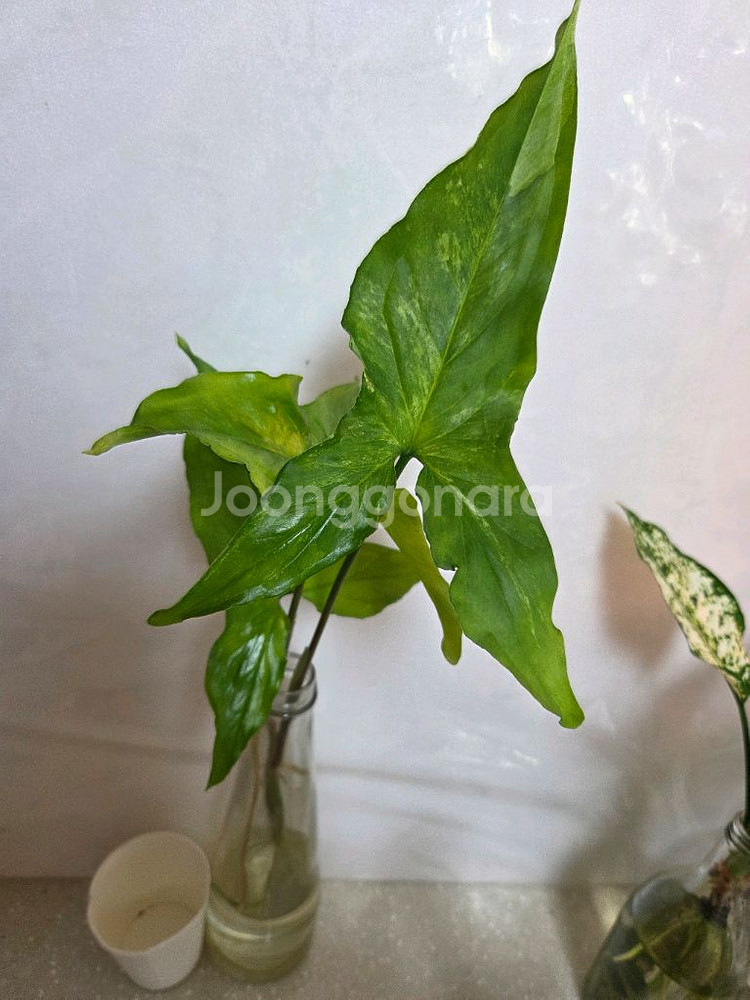 수경재배 7종일괄 _스노우사파이어.개운죽.벨벳싱고니움--2