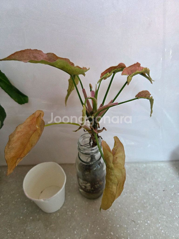 수경재배 7종일괄 _스노우사파이어.개운죽.벨벳싱고니움--3