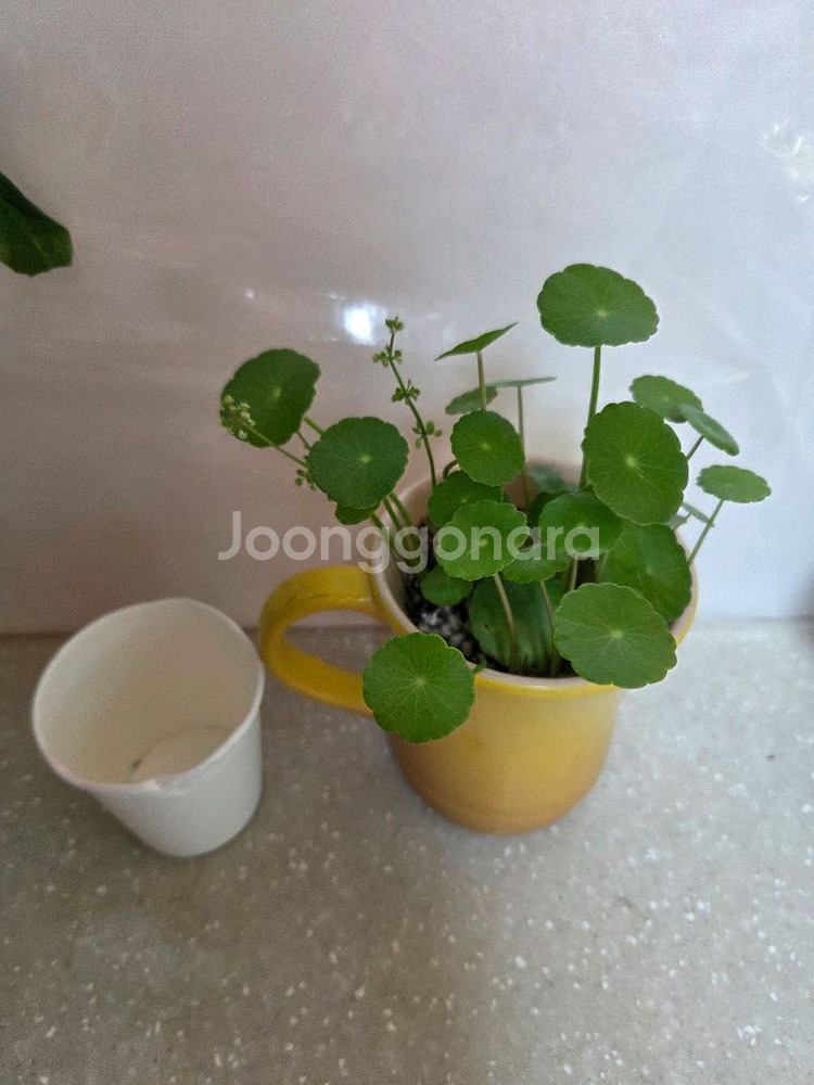 수경재배 7종일괄 _스노우사파이어.개운죽.벨벳싱고니움--4