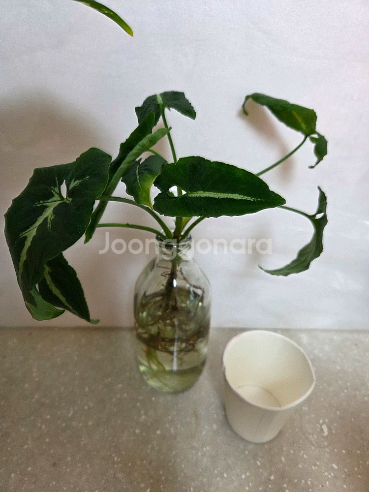 수경재배 7종일괄 _스노우사파이어.개운죽.벨벳싱고니움--5