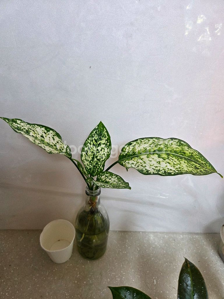 수경재배 7종일괄 _스노우사파이어.개운죽.벨벳싱고니움--6