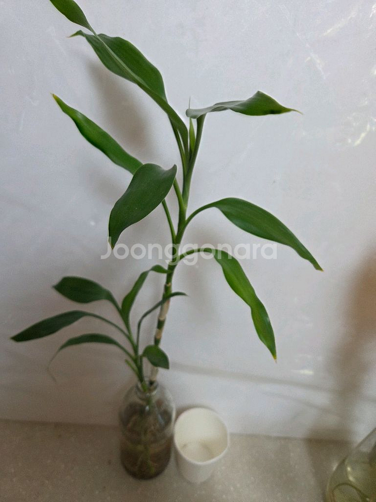 수경재배 7종일괄 _스노우사파이어.개운죽.벨벳싱고니움--7