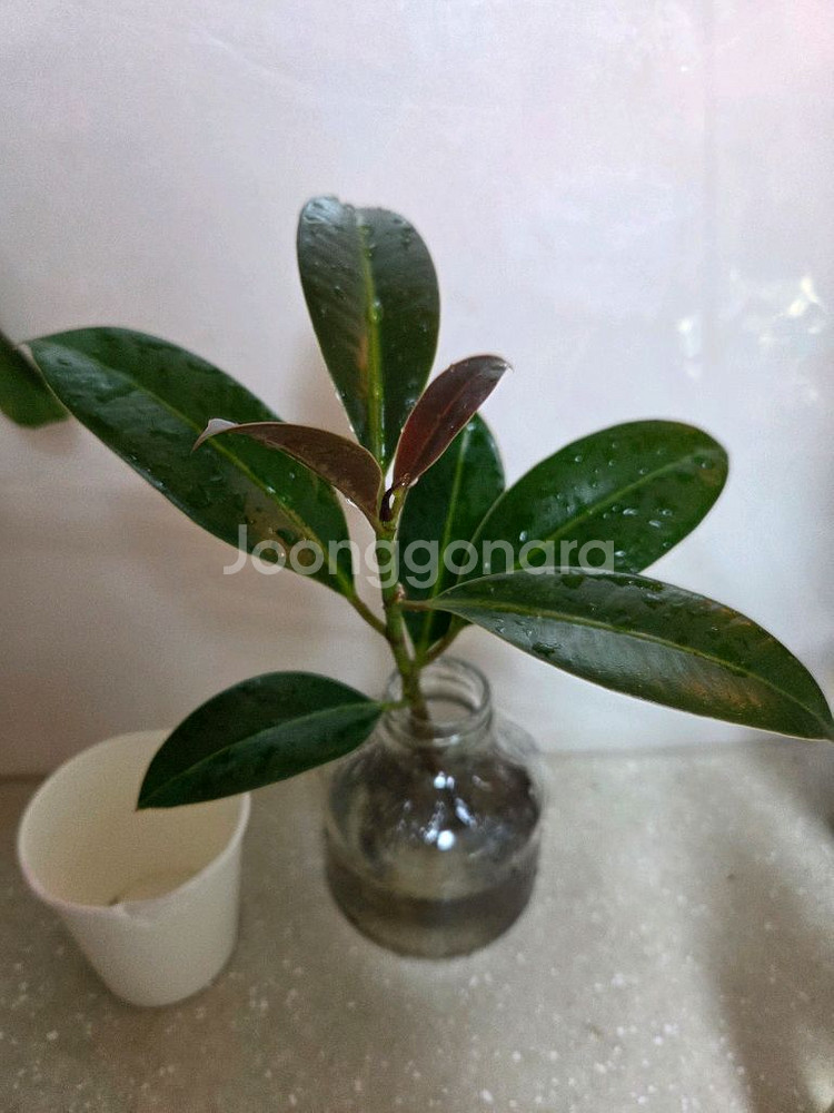 수경재배 7종일괄 _스노우사파이어.개운죽.벨벳싱고니움--8