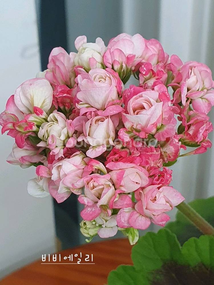 제라늄 3종 비비에일리,그린골드초이스,달보드레 꽃대 있음--0