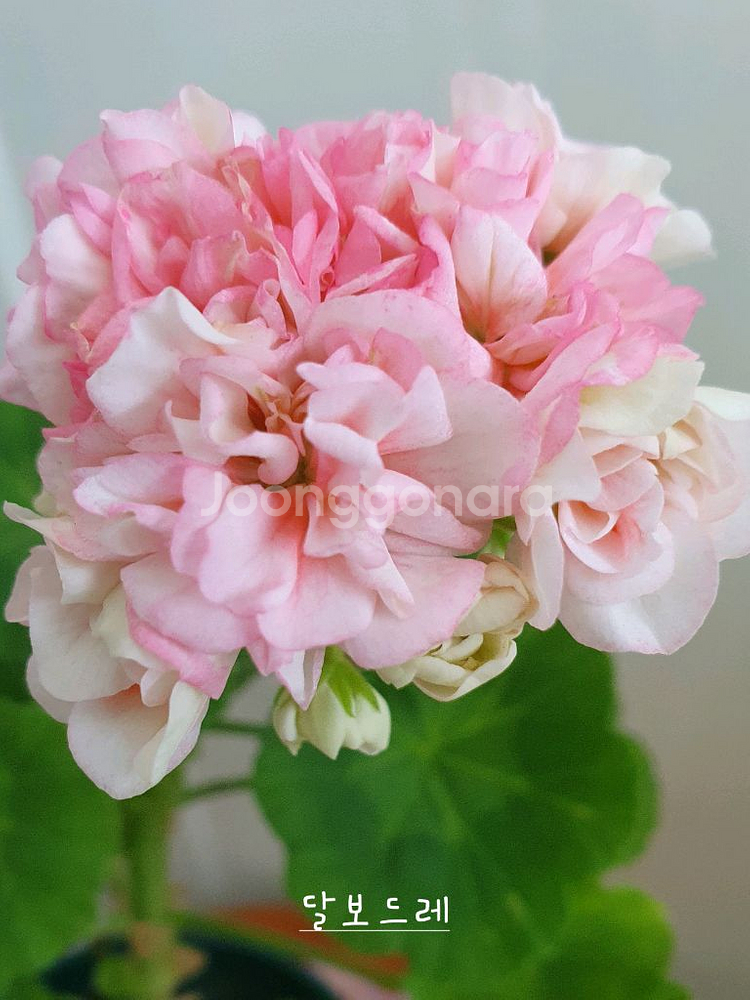 제라늄 3종 비비에일리,그린골드초이스,달보드레 꽃대 있음--2