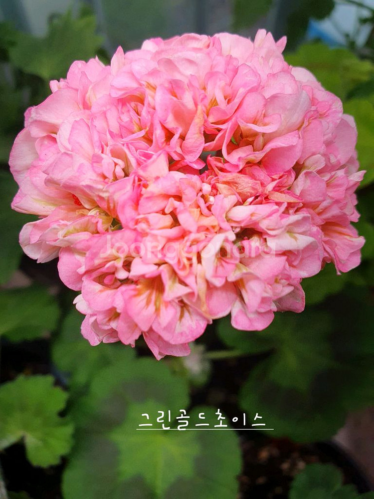 제라늄 3종 비비에일리,그린골드초이스,달보드레 꽃대 있음--1