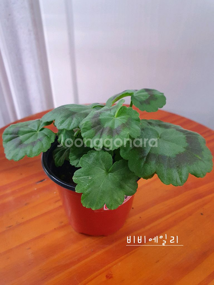 제라늄 3종 비비에일리,그린골드초이스,달보드레 꽃대 있음--3