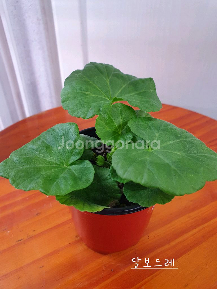 제라늄 3종 비비에일리,그린골드초이스,달보드레 꽃대 있음--5