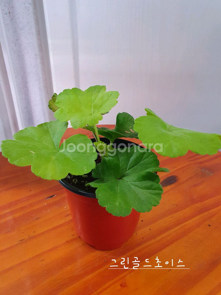 제라늄 3종 비비에일리,그린골드초이스,달보드레 꽃대 있음--4