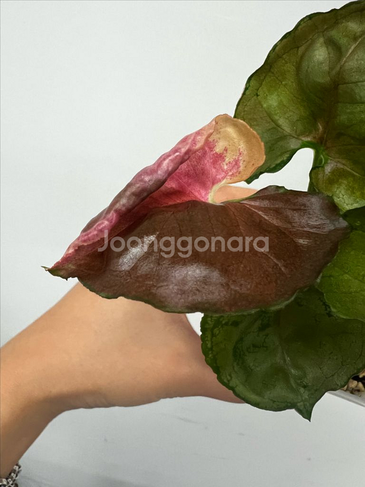 싱고니움 핑크쥬얼리--0