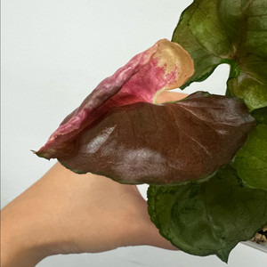 싱고니움 핑크쥬얼리