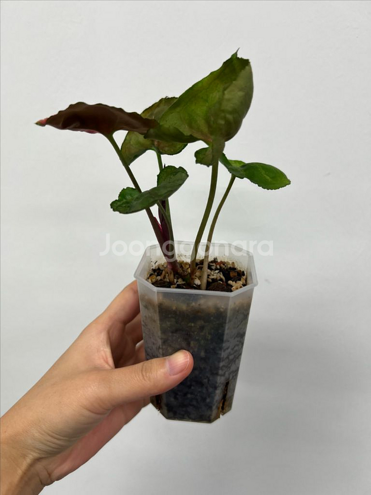 싱고니움 핑크쥬얼리--2