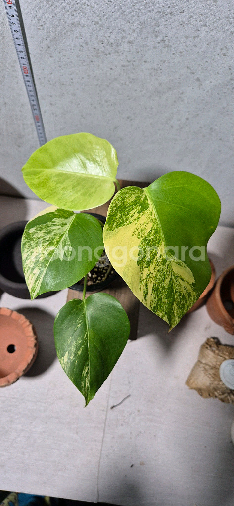 옐로우몬스테라 바리에가타--0