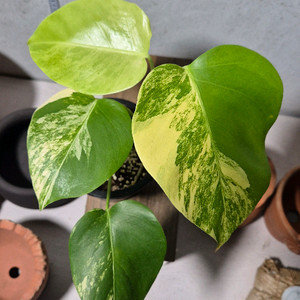 옐로우몬스테라 바리에가타