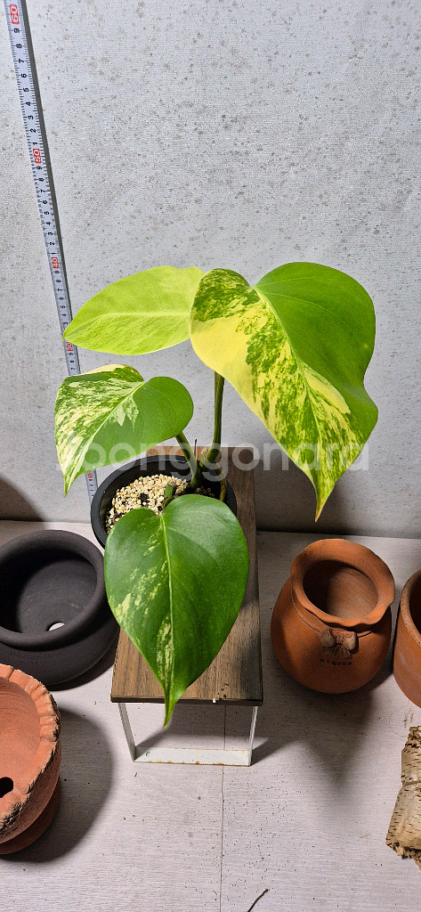 옐로우몬스테라 바리에가타--2