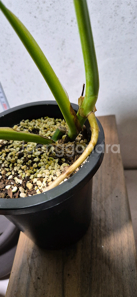 옐로우몬스테라 바리에가타--3