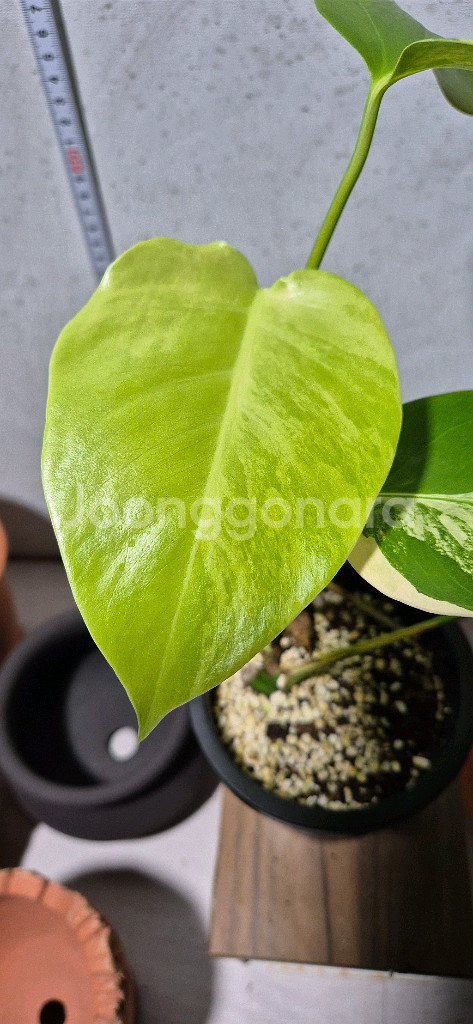 옐로우몬스테라 바리에가타--1