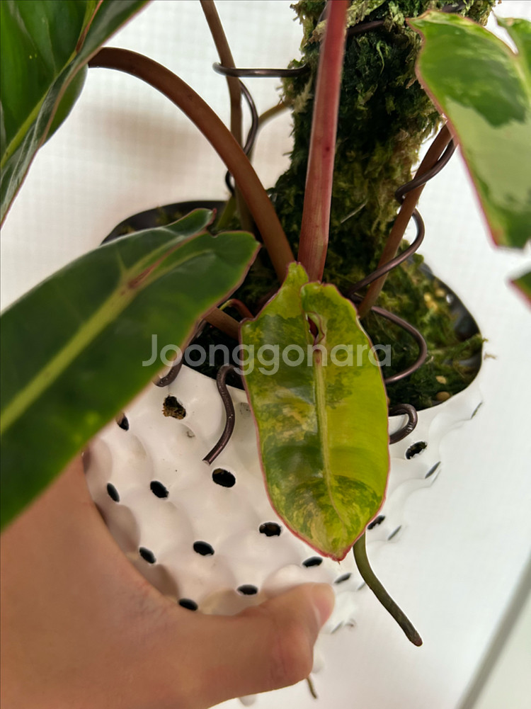 필로덴드론 빌리에티에 바리에가타--0