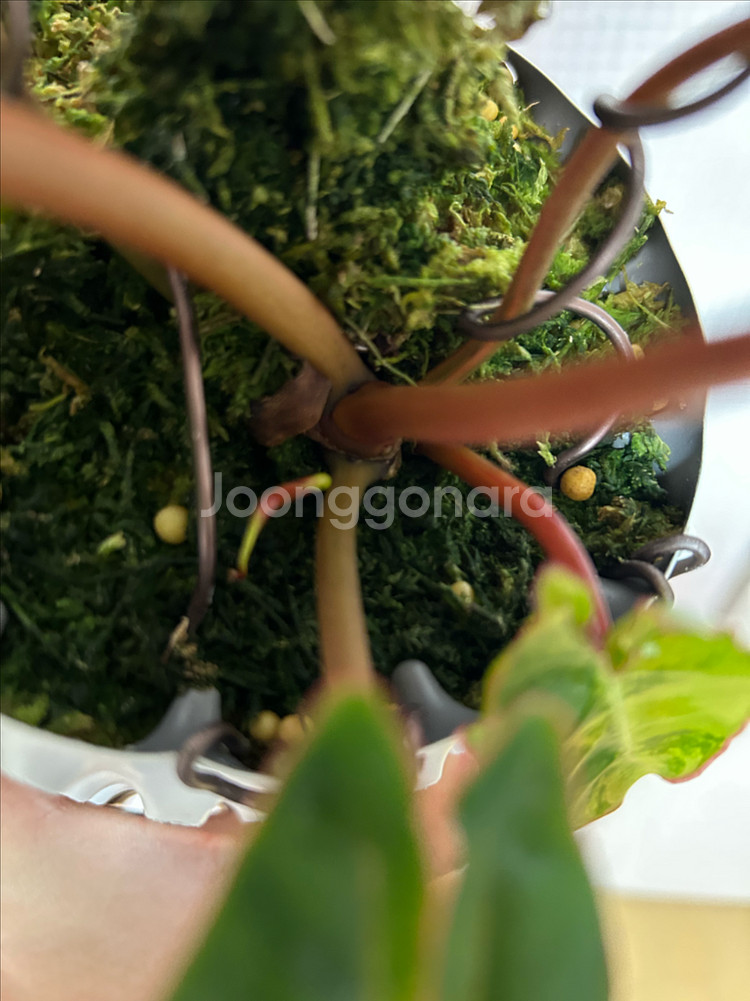 필로덴드론 빌리에티에 바리에가타--3