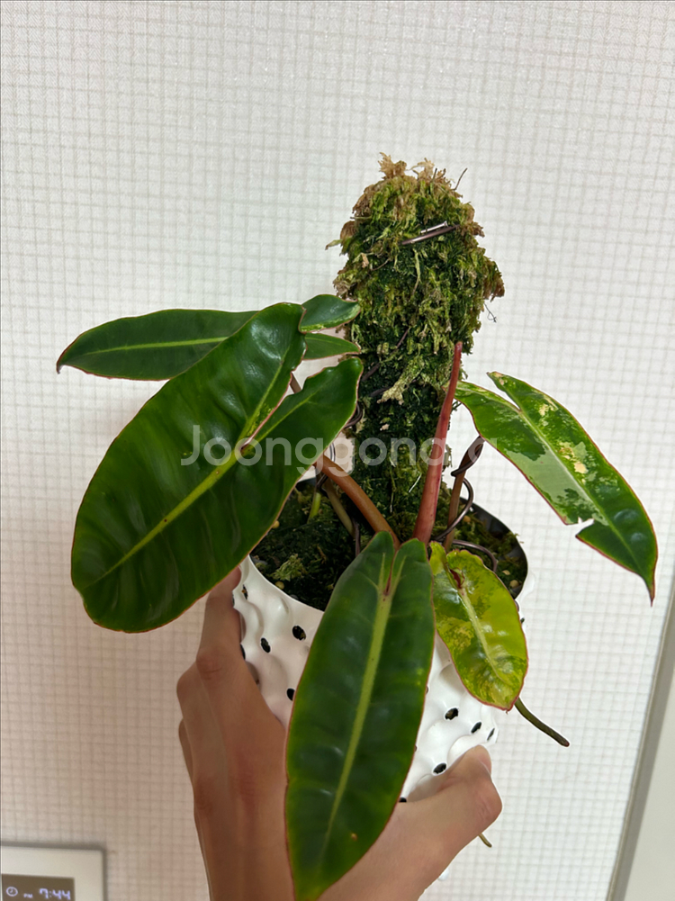 필로덴드론 빌리에티에 바리에가타--2