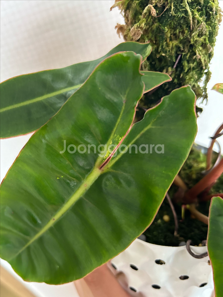 필로덴드론 빌리에티에 바리에가타--4