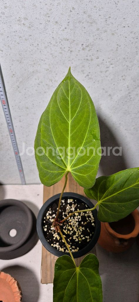 안스리움 파필리아넘 포츠셔먼--0