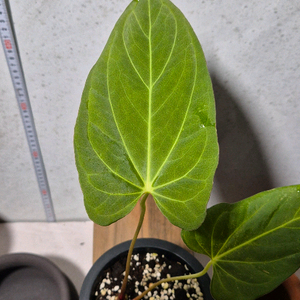 안스리움 파필리아넘 포츠셔먼