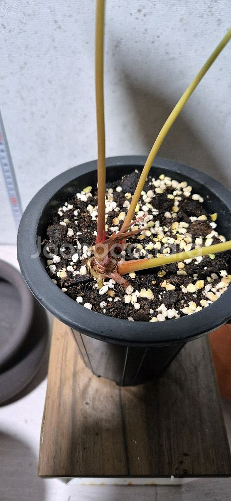 안스리움 파필리아넘 포츠셔먼--2