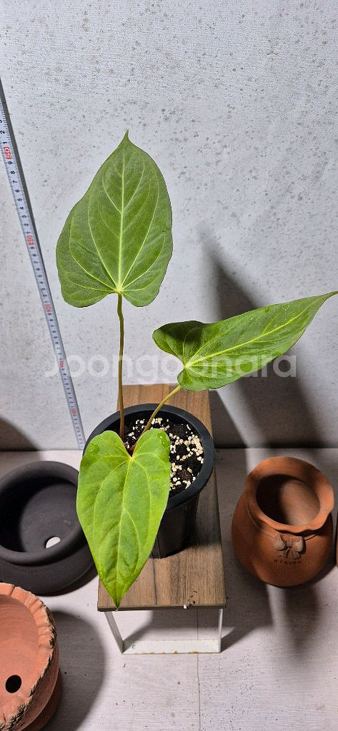 안스리움 파필리아넘 포츠셔먼--1