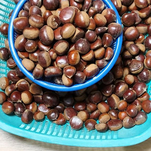 산밤 햇밤 판매합니다