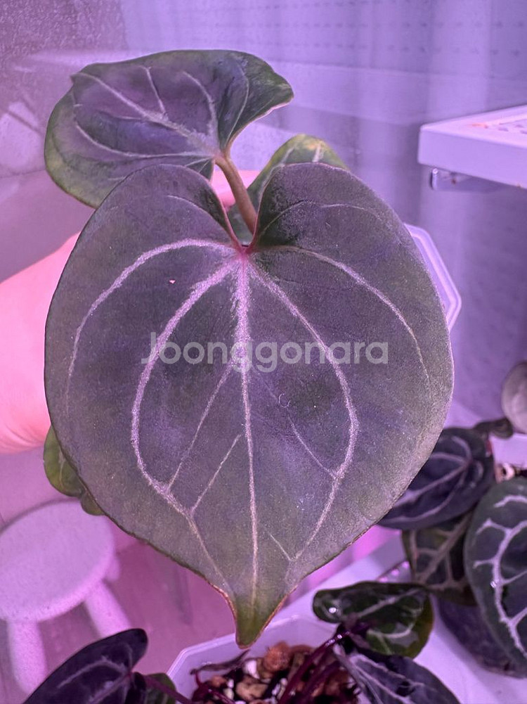 안스리움 킹오스레크--1