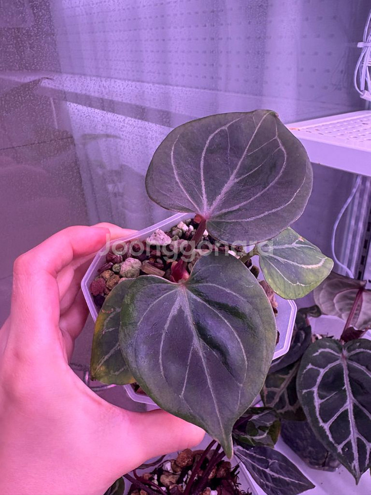 안스리움 킹오스레크--0