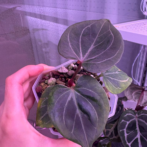 안스리움 킹오스레크